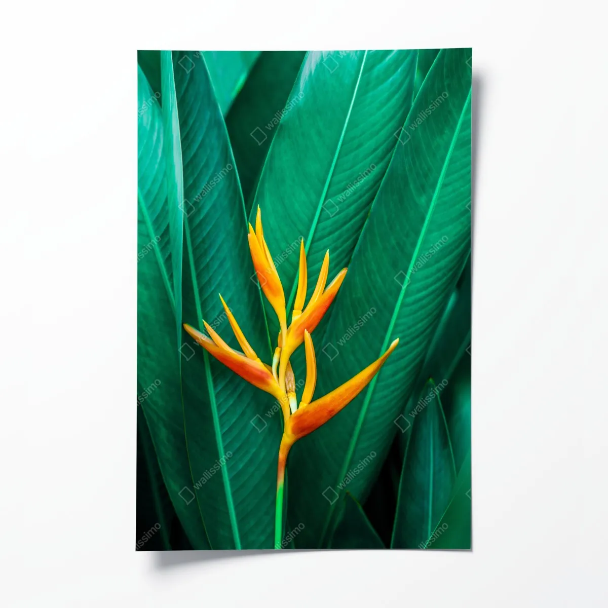 Plakat intensywny tropikalny ptak rajski na zielonych liściach – Wallissimo® Plakat intensywny tropikalny ptak rajski na zielonych liściach – Wallissimo®