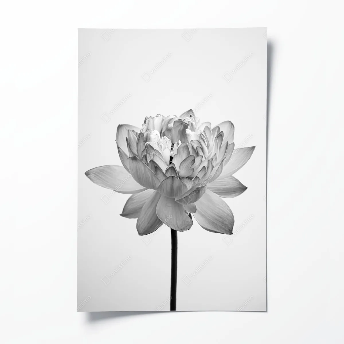 Plakat spokojny lotos w odcieniach szarości – Wallissimo® Plakat spokojny lotos w odcieniach szarości – Wallissimo®