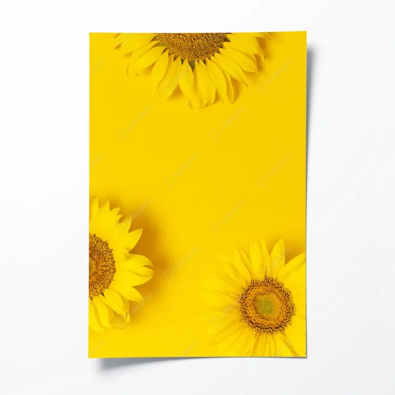 Plakat trio słoneczników na żółtym tle