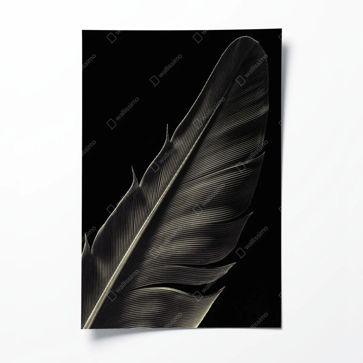 Plakat delikatne pióro w makrofotografii – Wallissimo® Plakat delikatne pióro w makrofotografii – Wallissimo®