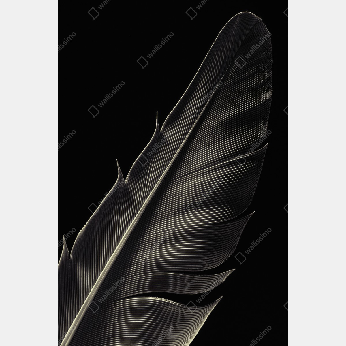 Plakat delikatne pióro w makrofotografii – Wallissimo® Plakat delikatne pióro w makrofotografii – Wallissimo®