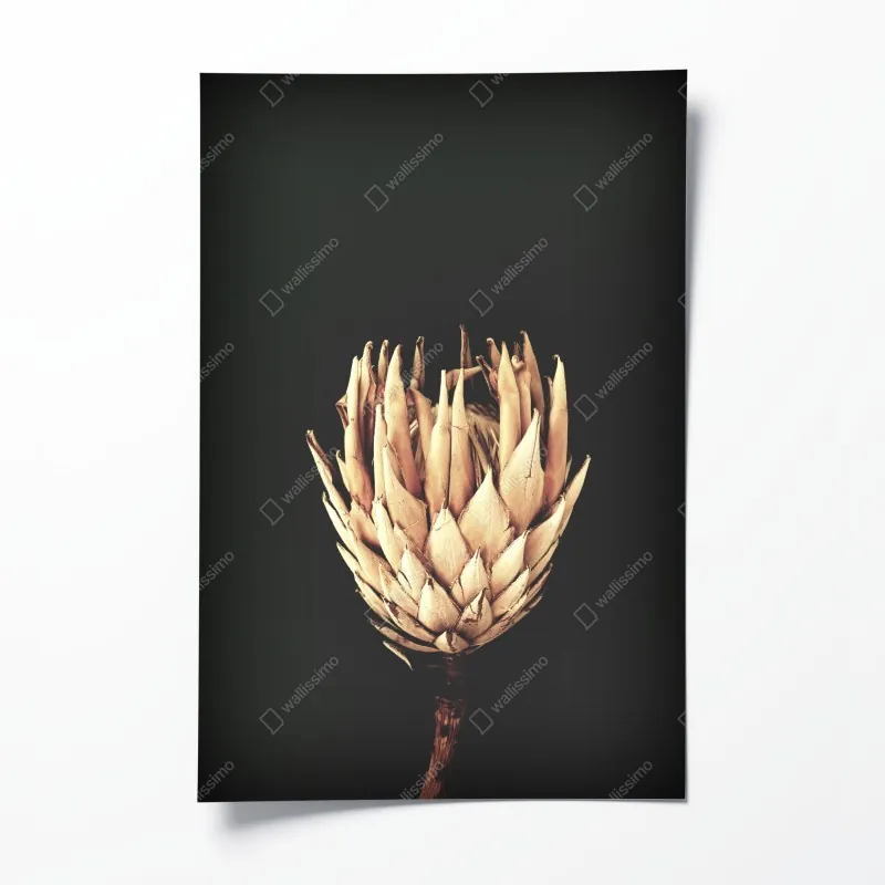 Plakat sucha protea w sepii