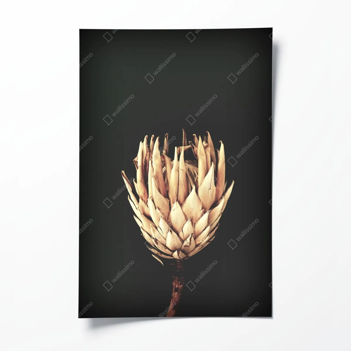 Plakat sucha protea w sepii – Wallissimo® Plakat sucha protea w sepii – Wallissimo®