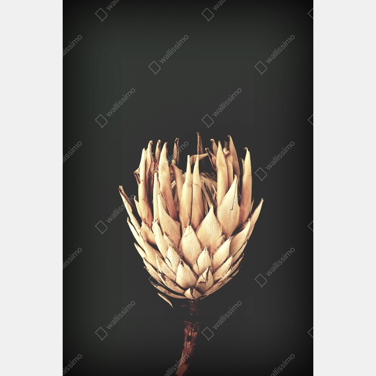 Plakat sucha protea w sepii – Wallissimo® Plakat sucha protea w sepii – Wallissimo®