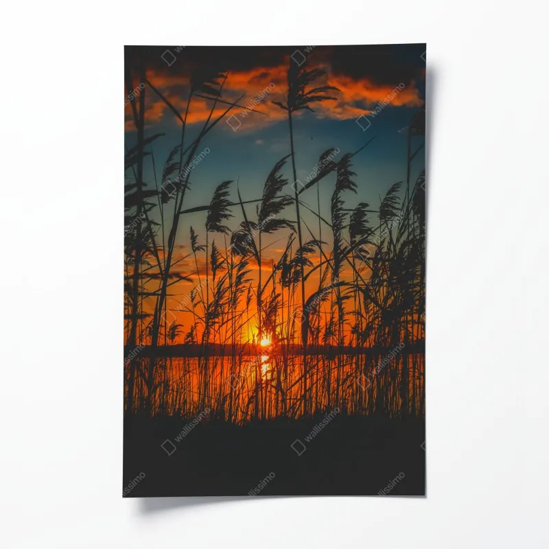Plakat zachód słońca nad jeziorem z sitowiem w sylwecie