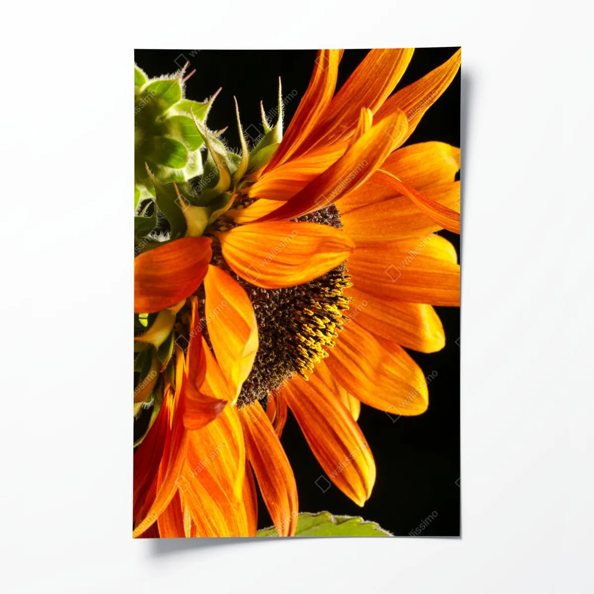 Plakat intensywny pomarańczowy słonecznik zbliżenie – Wallissimo® Plakat intensywny pomarańczowy słonecznik zbliżenie – Wallissimo®