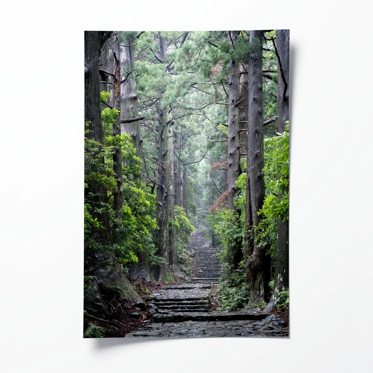Plakat mistyczna ścieżka leśna między starymi drzewami – Wallissimo® Plakat mistyczna ścieżka leśna między starymi drzewami – Wallissimo®