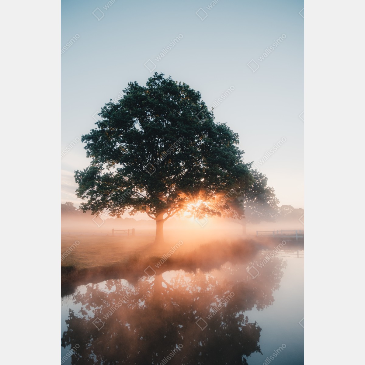 Plakat mglisty wschód słońca przy dębie – Wallissimo® Plakat mglisty wschód słońca przy dębie – Wallissimo®
