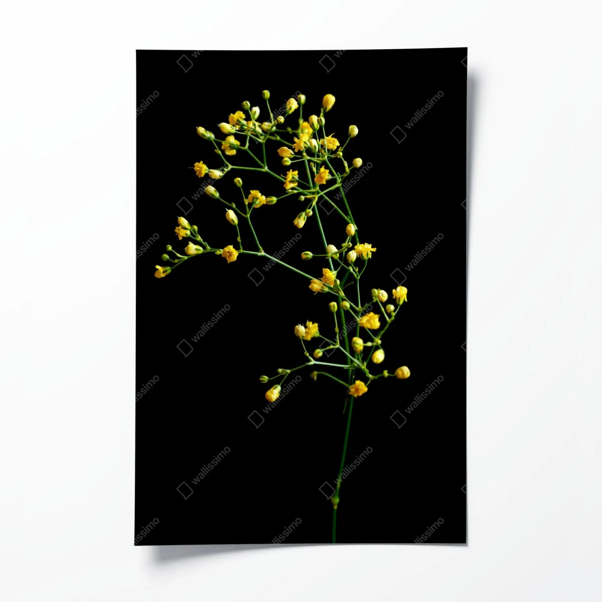 Plakat delikatna żółta gipsówka na czarnym tle – Wallissimo® Plakat delikatna żółta gipsówka na czarnym tle – Wallissimo®