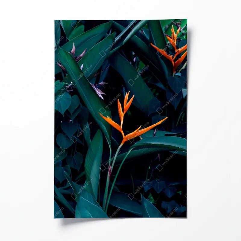 Plakat mglista tropikalna dżungla – Wallissimo®