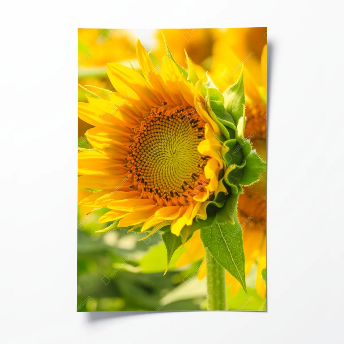 Plakat zbliżenie słonecznika – Wallissimo® Plakat zbliżenie słonecznika – Wallissimo®