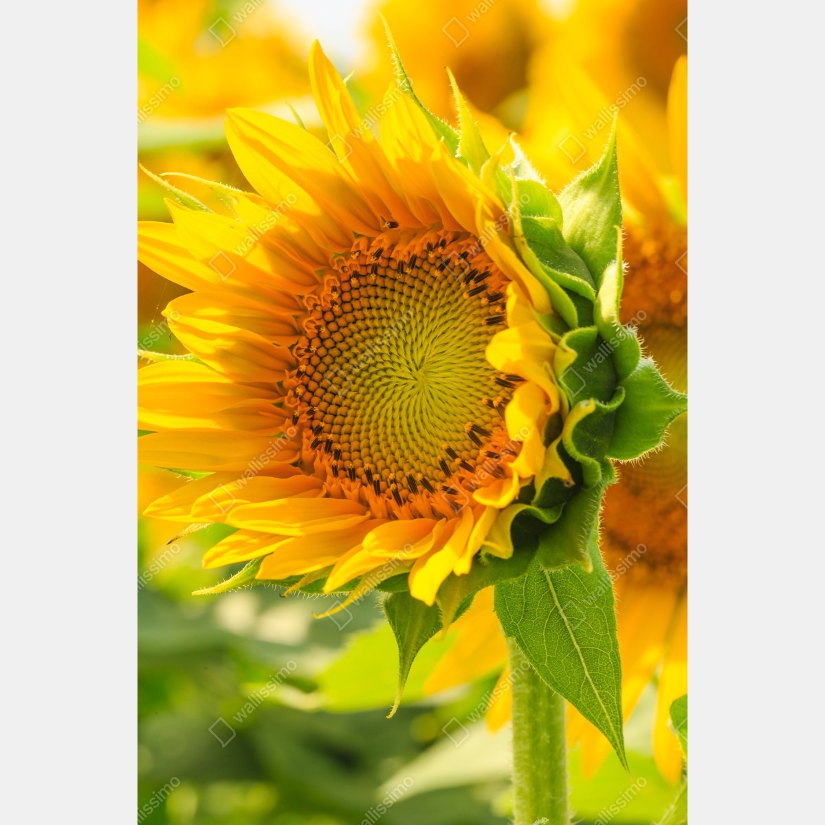 Plakat zbliżenie słonecznika – Wallissimo® Plakat zbliżenie słonecznika – Wallissimo®
