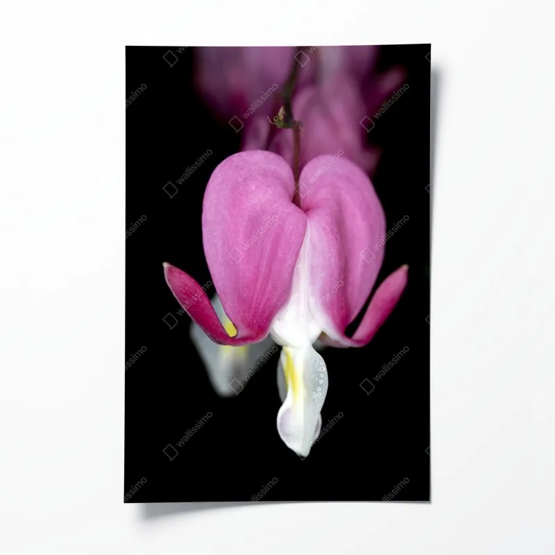 Plakat Laguna Verde odbicie w Atacama – Wallissimo®