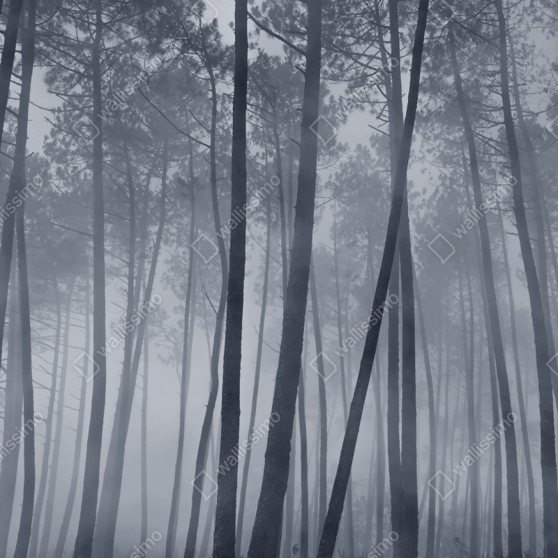 Naklejka na drzwi mglisty sosnowy las nocą – Wallissimo® Naklejka na drzwi mglisty sosnowy las nocą – Wallissimo®