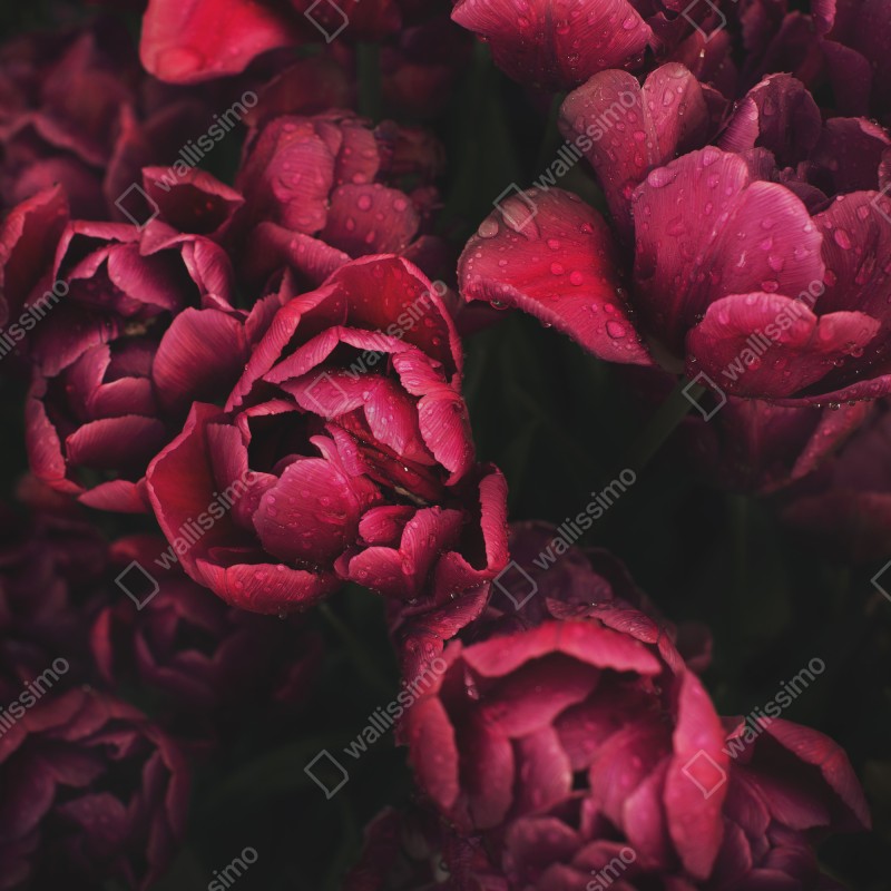 Naklejka na drzwi głębokie bordowe kwiaty z kroplami wody – Wallissimo® Naklejka na drzwi głębokie bordowe kwiaty z kroplami wody – Wallissimo®