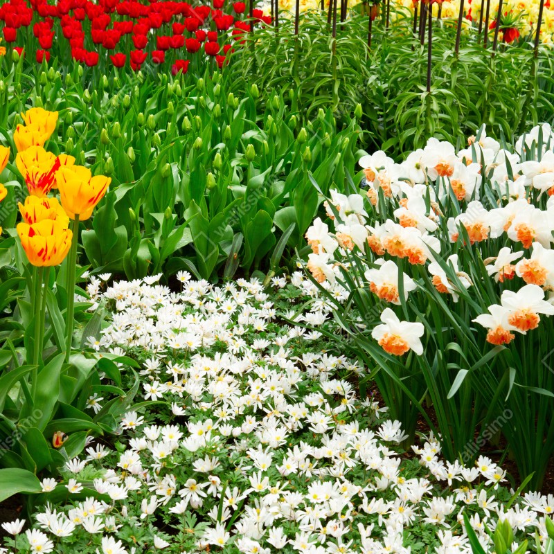 Naklejka na drzwi żywy wiosenny ogród kwiatowy – Wallissimo® Naklejka na drzwi żywy wiosenny ogród kwiatowy – Wallissimo®