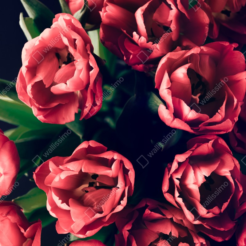 Naklejka na drzwi nastrojowy różowy bukiet tulipanów – Wallissimo® Naklejka na drzwi nastrojowy różowy bukiet tulipanów – Wallissimo®