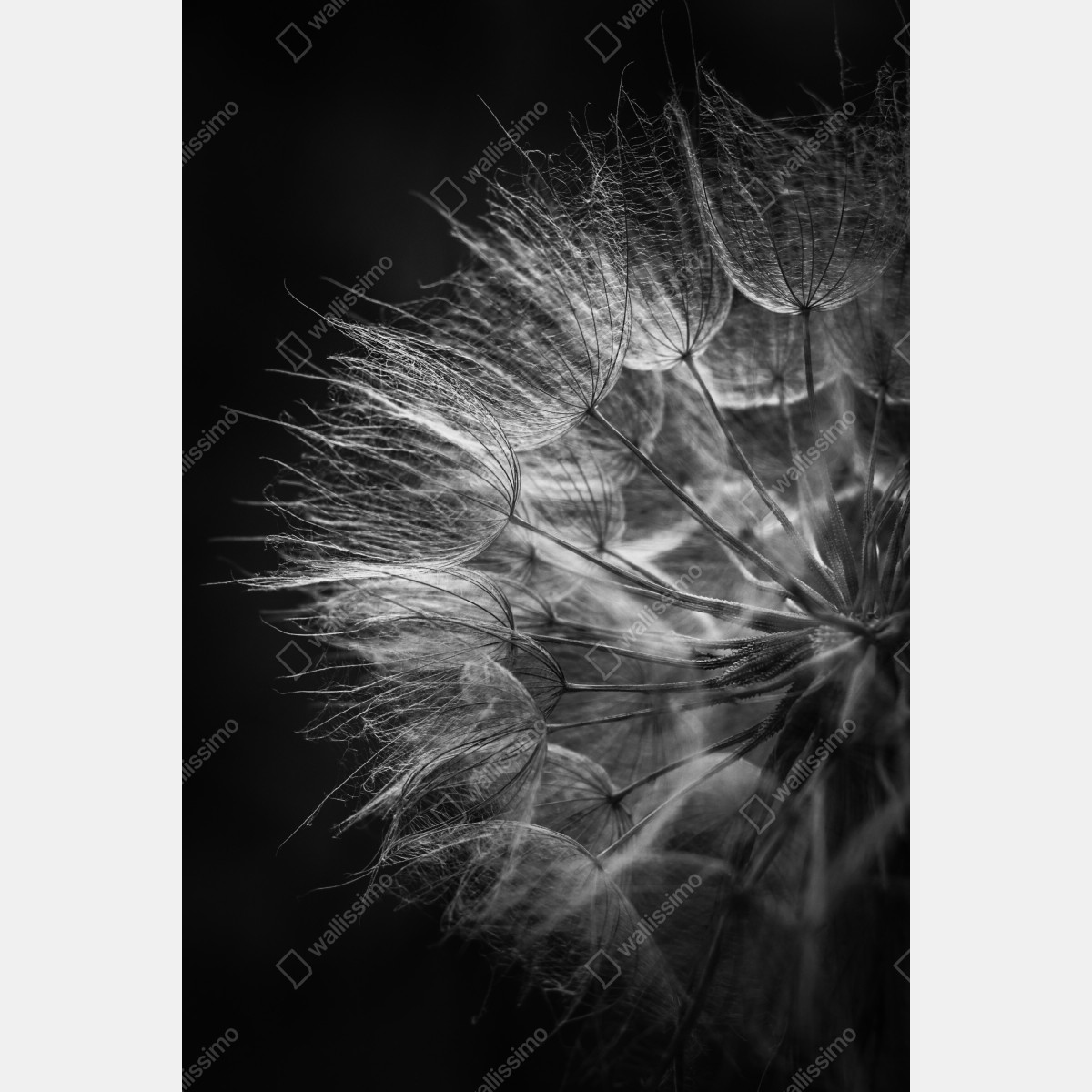 Naklejka na drzwi delikatny puch dmuchawca w monochromie – Wallissimo® Naklejka na drzwi delikatny puch dmuchawca w monochromie – Wallissimo®