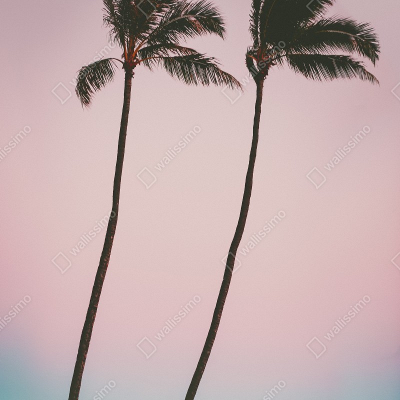 Naklejka na drzwi pastelowe palmy o zmierzchu – Wallissimo® Naklejka na drzwi pastelowe palmy o zmierzchu – Wallissimo®