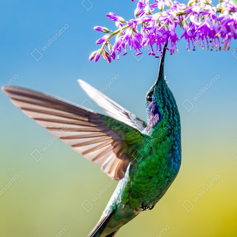 Naklejka na drzwi koliber przy fioletowym kwiecie – Wallissimo® Naklejka na drzwi koliber przy fioletowym kwiecie – Wallissimo®