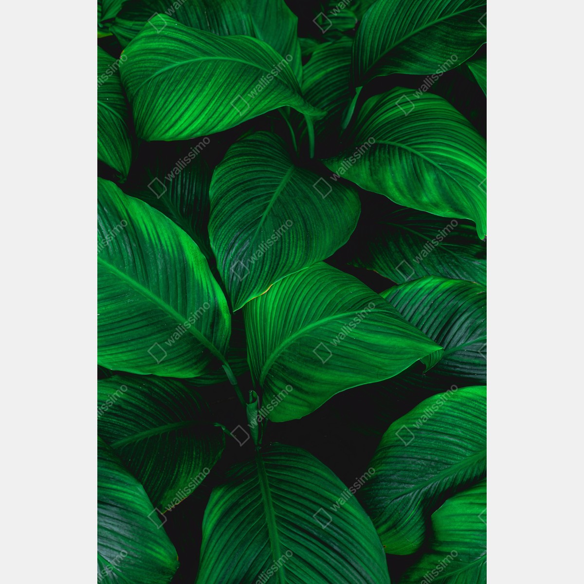 Naklejka na drzwi bujne tropikalne liście – Wallissimo® Naklejka na drzwi bujne tropikalne liście – Wallissimo®