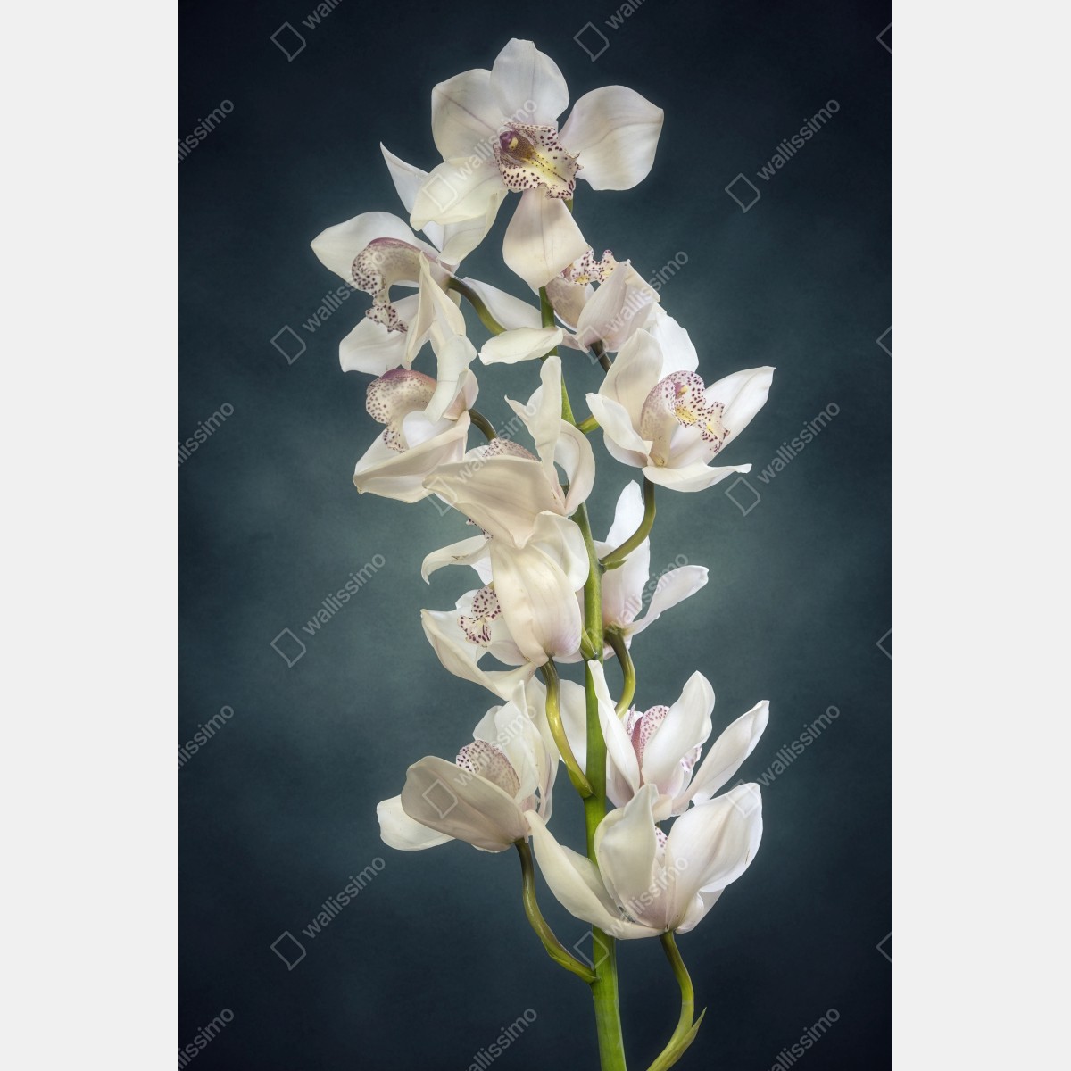 Naklejka na drzwi delikatne białe storczyki na stonowanym tle – Wallissimo® Naklejka na drzwi delikatne białe storczyki na stonowanym tle – Wallissimo®