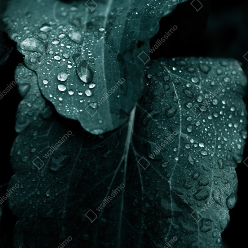 Naklejka na drzwi krople rosy na liściach – Wallissimo® Naklejka na drzwi krople rosy na liściach – Wallissimo®