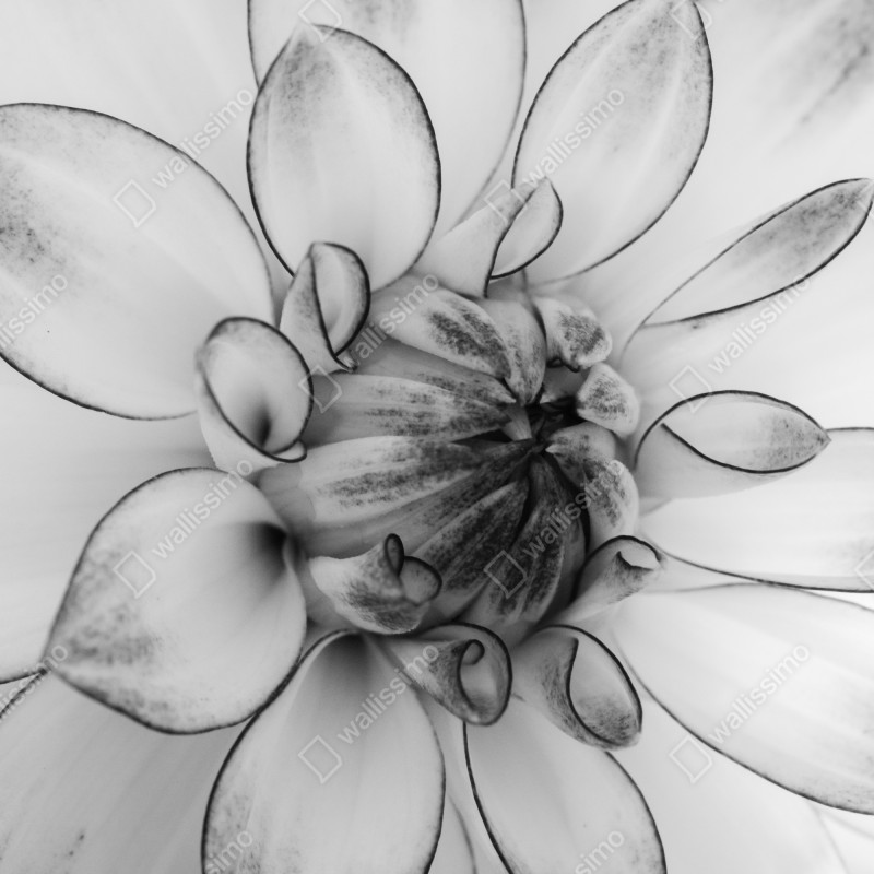 Naklejka na drzwi monochromatyczne zbliżenie dalii – Wallissimo® Naklejka na drzwi monochromatyczne zbliżenie dalii – Wallissimo®