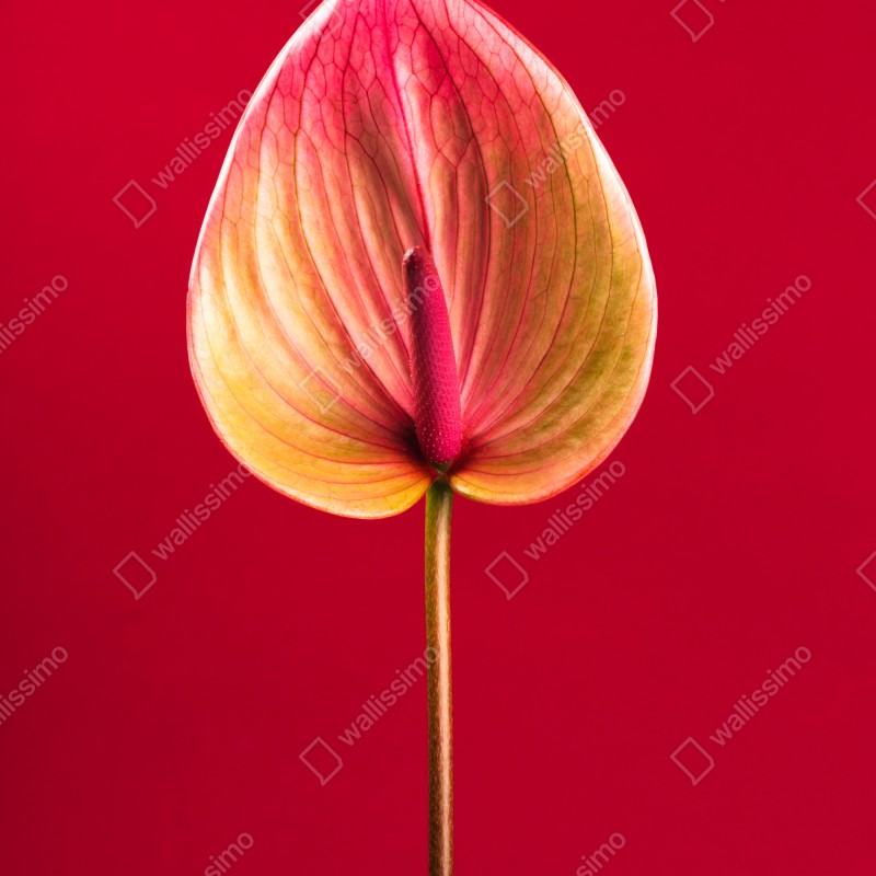 Naklejka na drzwi eleganckie anturium na czerwonym tle – Wallissimo® Naklejka na drzwi eleganckie anturium na czerwonym tle – Wallissimo®