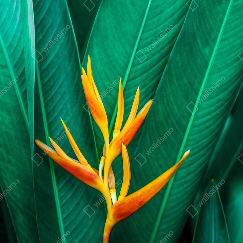 Naklejka na drzwi intensywny tropikalny ptak rajski na zielonych liściach – Wallissimo® Naklejka na drzwi intensywny tropikalny ptak rajski na zielonych liściach – Wallissimo®