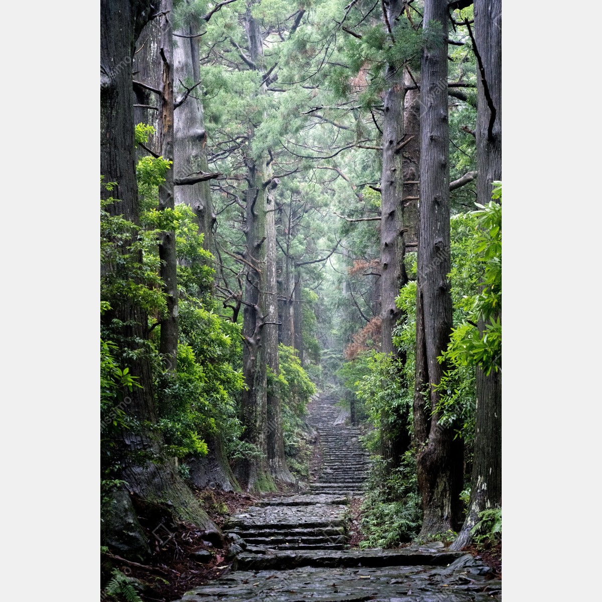 Naklejka na drzwi mistyczna ścieżka leśna między starymi drzewami – Wallissimo® Naklejka na drzwi mistyczna ścieżka leśna między starymi drzewami – Wallissimo®