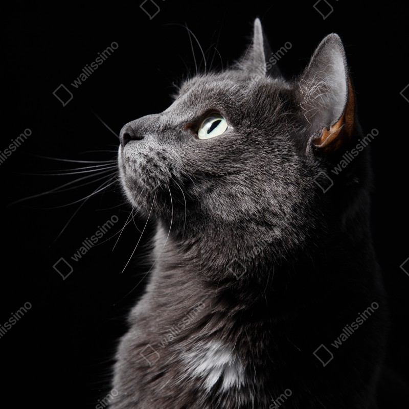 Naklejka na drzwi elegancki portret szarego kota – Wallissimo® Naklejka na drzwi elegancki portret szarego kota – Wallissimo®