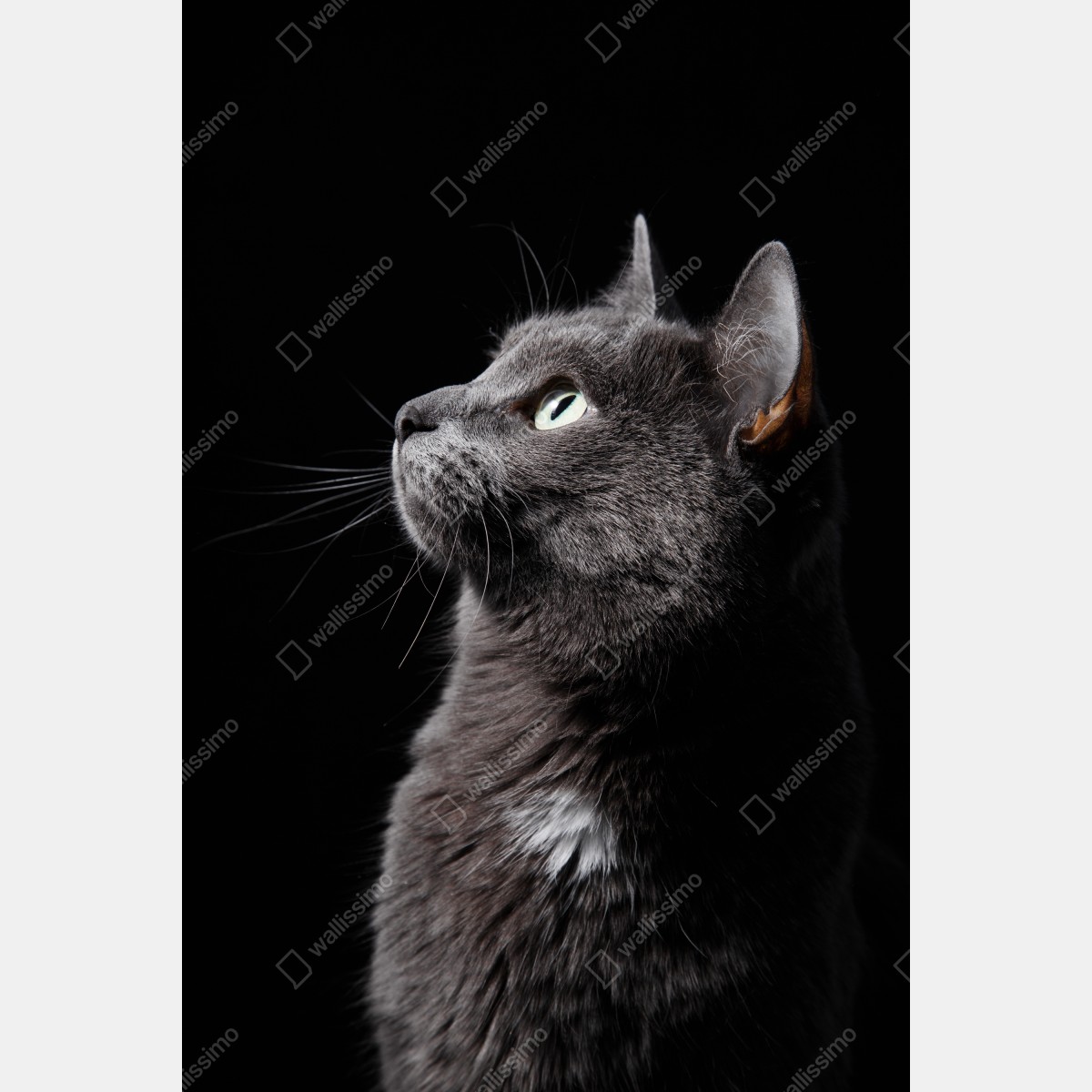 Naklejka na drzwi elegancki portret szarego kota – Wallissimo® Naklejka na drzwi elegancki portret szarego kota – Wallissimo®