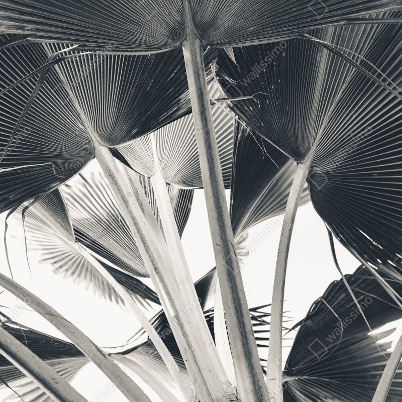 Naklejka na drzwi tropikalna kompozycja liści bananowca – Wallissimo® Naklejka na drzwi tropikalna kompozycja liści bananowca – Wallissimo®