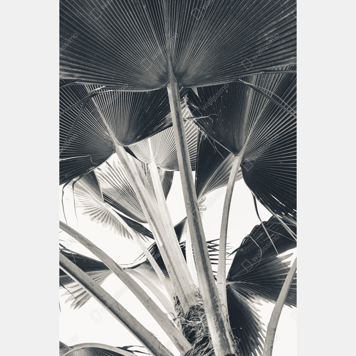 Naklejka na drzwi tropikalna kompozycja liści bananowca – Wallissimo® Naklejka na drzwi tropikalna kompozycja liści bananowca – Wallissimo®