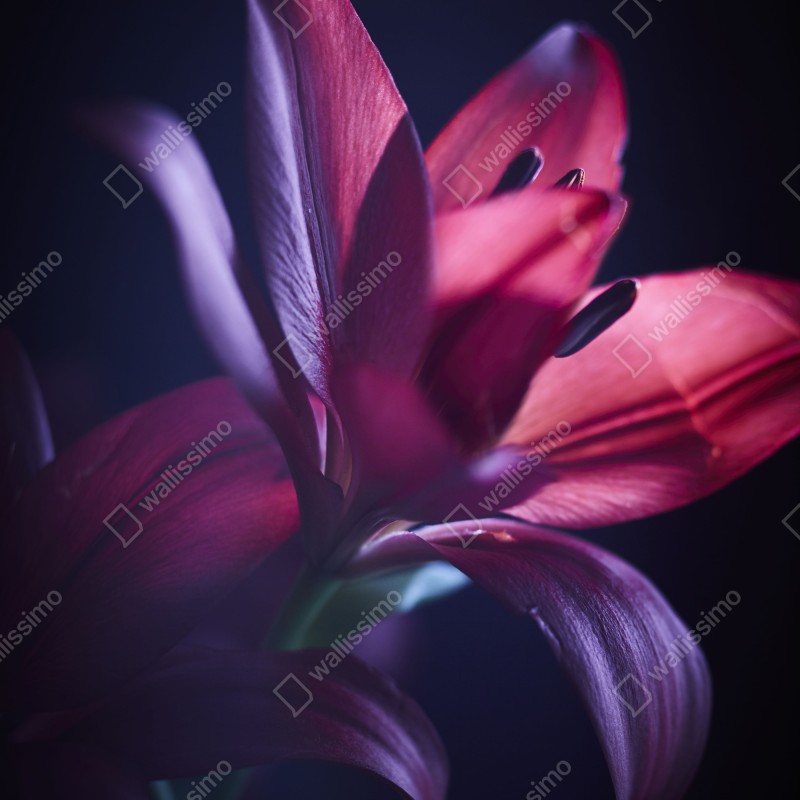 Naklejka na drzwi czerwona lilia w półmroku – Wallissimo® Naklejka na drzwi czerwona lilia w półmroku – Wallissimo®