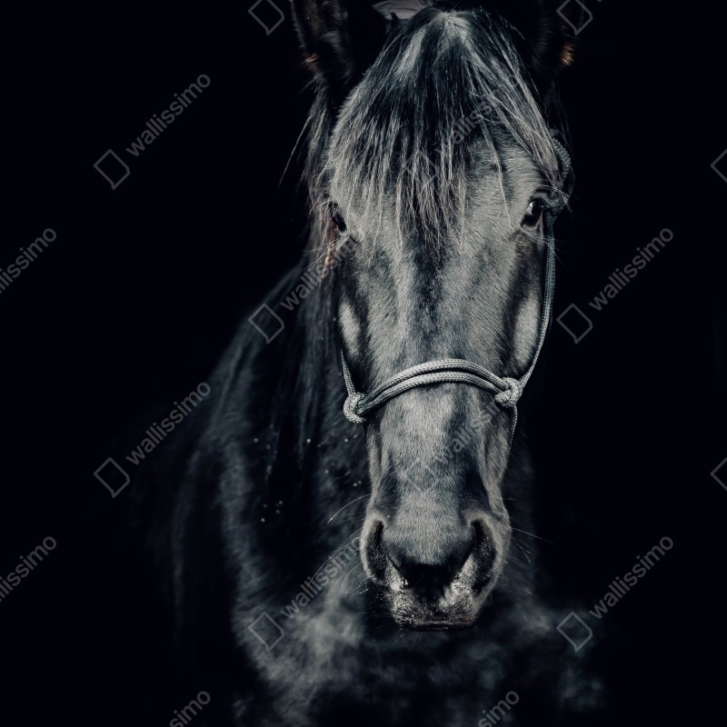 Naklejka na drzwi majestatyczny czarny portret konia – Wallissimo® Naklejka na drzwi majestatyczny czarny portret konia – Wallissimo®