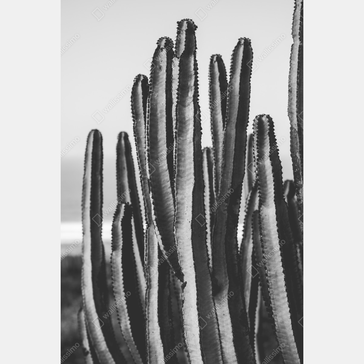Naklejka na drzwi czarno-biały kaktus w zbliżeniu – Wallissimo® Naklejka na drzwi czarno-biały kaktus w zbliżeniu – Wallissimo®