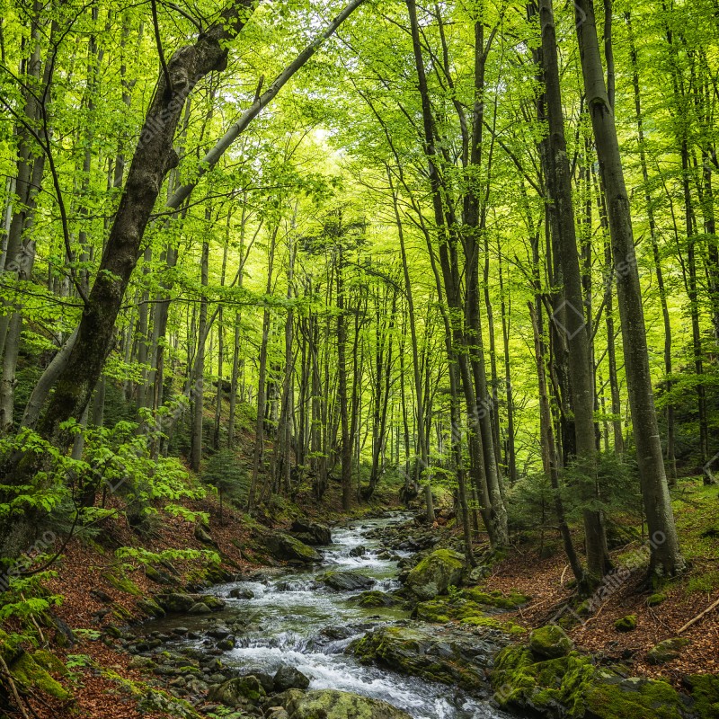 Naklejka na drzwi spokojny leśny strumień – Wallissimo® Naklejka na drzwi spokojny leśny strumień – Wallissimo®