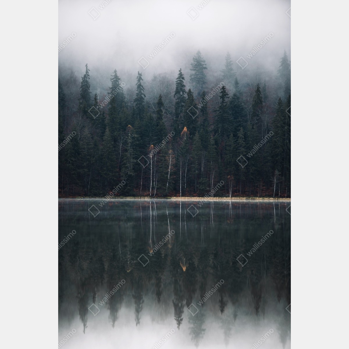 Naklejka na drzwi mglista refleksja w lesie – Wallissimo® Naklejka na drzwi mglista refleksja w lesie – Wallissimo®