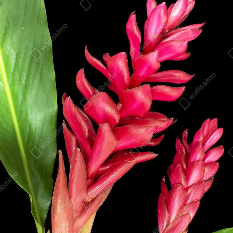 Naklejka na drzwi żywy kwiat ognia na czarnym tle – Wallissimo® Naklejka na drzwi żywy kwiat ognia na czarnym tle – Wallissimo®