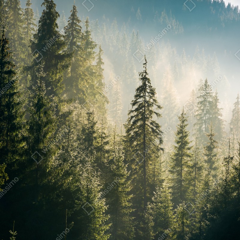 Naklejka na drzwi mglisty świerkowy las w porannym świetle – Wallissimo® Naklejka na drzwi mglisty świerkowy las w porannym świetle – Wallissimo®