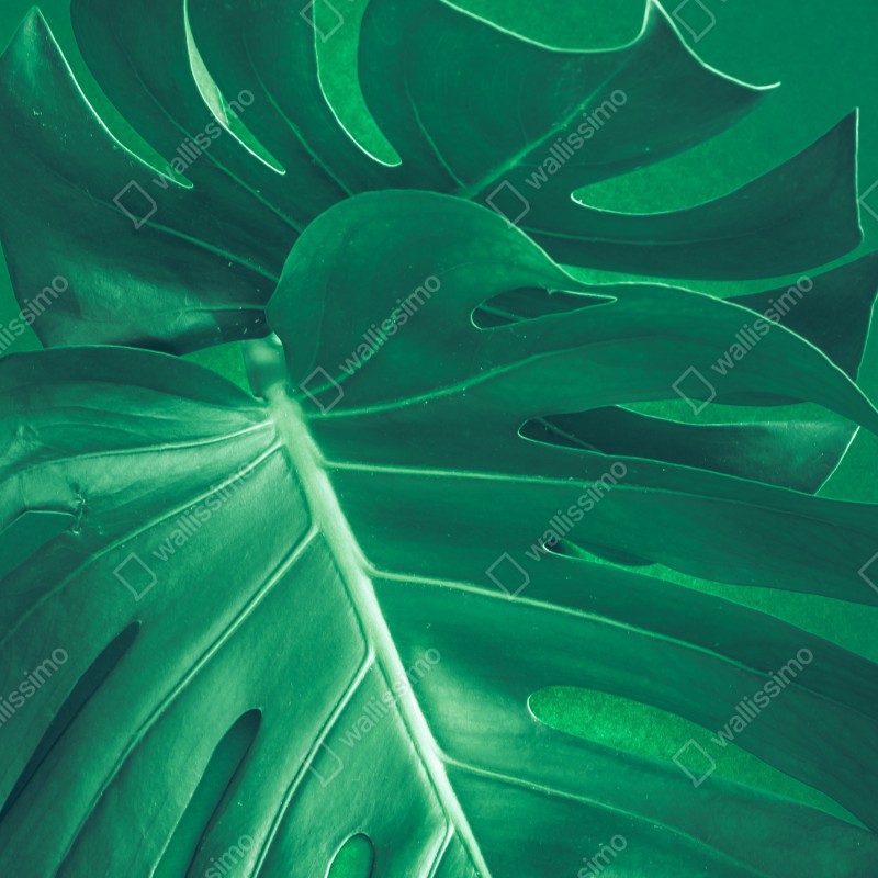 Naklejka na drzwi bujny liść monstery zbliżenie – Wallissimo® Naklejka na drzwi bujny liść monstery zbliżenie – Wallissimo®