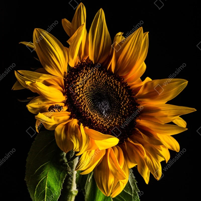 Naklejka na drzwi złoty słonecznik w zbliżeniu – Wallissimo® Naklejka na drzwi złoty słonecznik w zbliżeniu – Wallissimo®