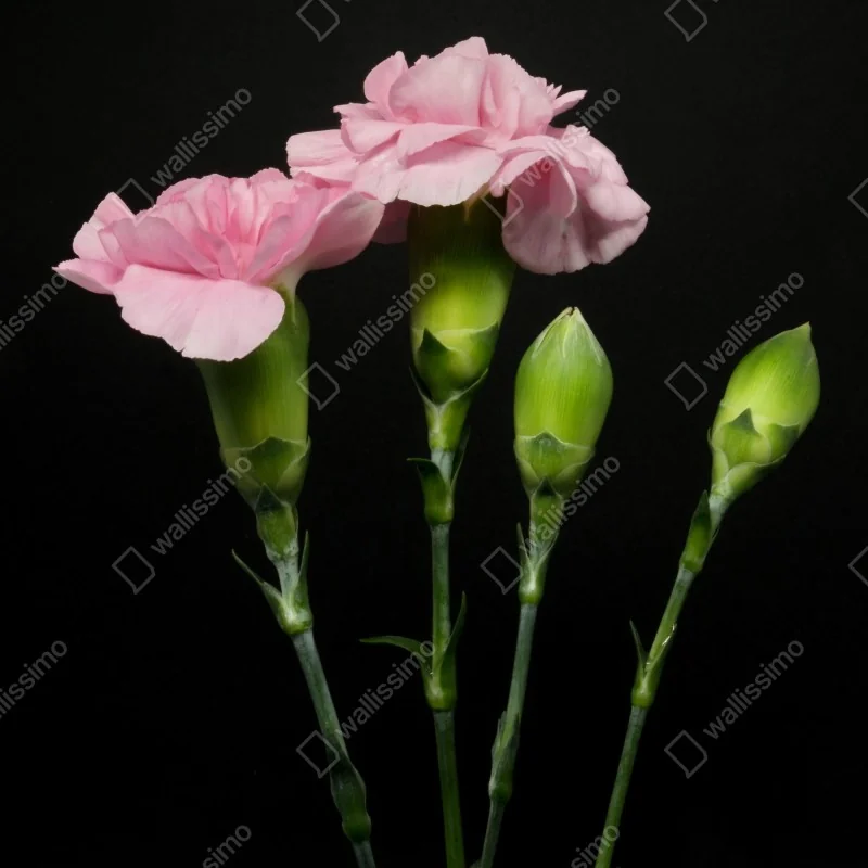 Naklejka na drzwi różowe goździki na czarnym tle – Wallissimo® Naklejka na drzwi różowe goździki na czarnym tle – Wallissimo®