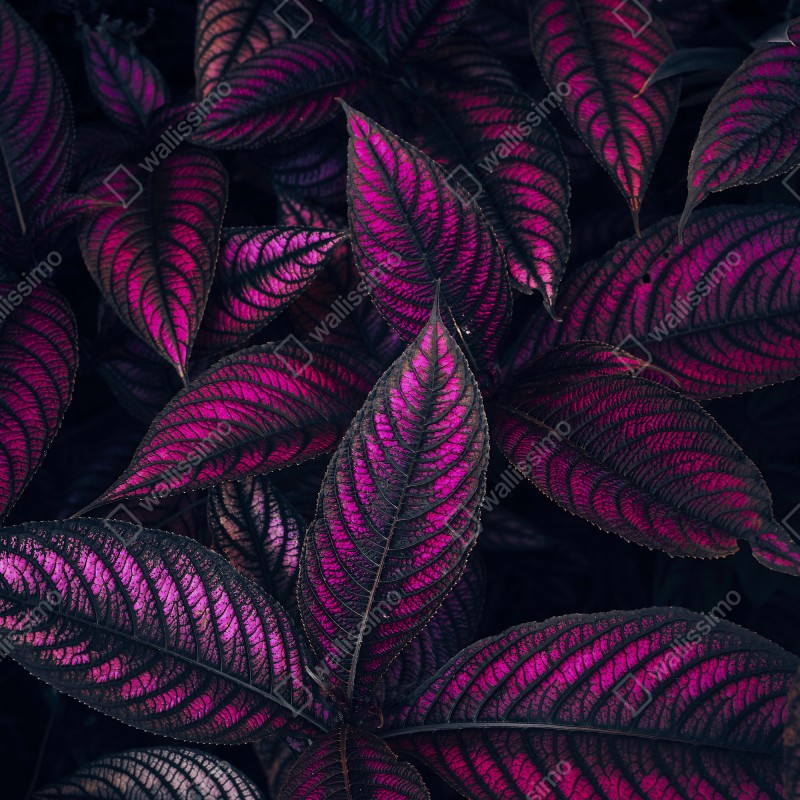 Naklejka na drzwi intensywny fioletowy wzór liści – Wallissimo® Naklejka na drzwi intensywny fioletowy wzór liści – Wallissimo®