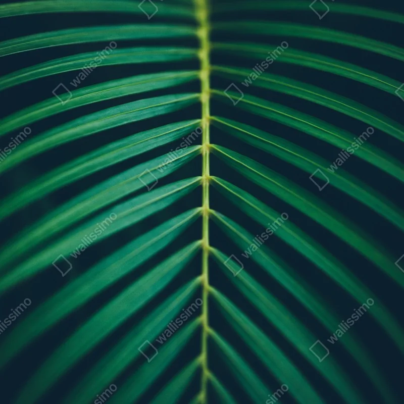 Naklejka na drzwi pionowy liść palmy z bliska – Wallissimo® Naklejka na drzwi pionowy liść palmy z bliska – Wallissimo®