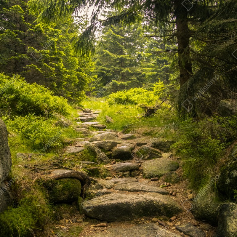 Naklejka na drzwi spokojna leśna ścieżka wśród sosen – Wallissimo® Naklejka na drzwi spokojna leśna ścieżka wśród sosen – Wallissimo®