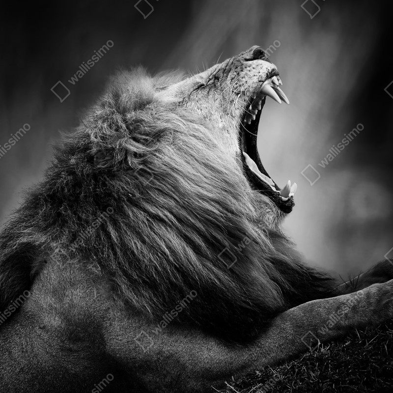 Naklejka na drzwi majestatyczny ryczący lew w monochromie – Wallissimo® Naklejka na drzwi majestatyczny ryczący lew w monochromie – Wallissimo®