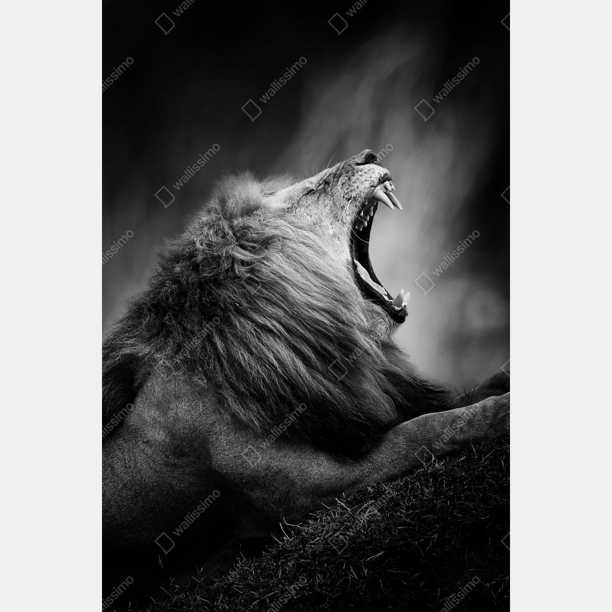 Naklejka na drzwi majestatyczny ryczący lew w monochromie – Wallissimo® Naklejka na drzwi majestatyczny ryczący lew w monochromie – Wallissimo®